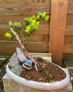 Bonsai, Tuin en Terras, Ophalen