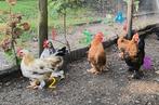 Gratis Haan Cochin en Cochin/Chabo Kriel, Dieren en Toebehoren, Pluimvee