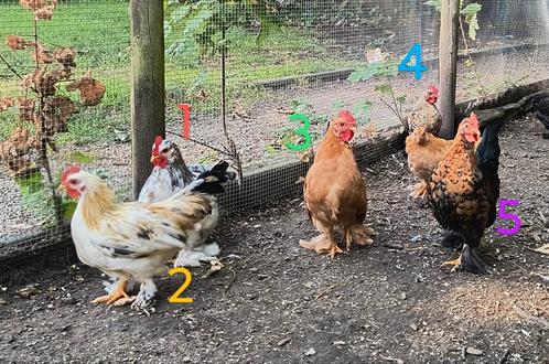 Gratis Haan Cochin en Cochin/Chabo Kriel, Dieren en Toebehoren, Pluimvee