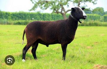 Gezocht : zwartbles ram te huur