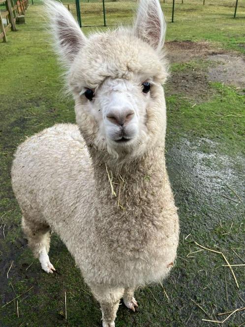 Prachtig alpaca merrieveulen te koop, Animaux & Accessoires, Animaux Autre, Femelle