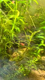 Vuurgarnaaltjes, Dieren en Toebehoren, Vissen | Aquariumvissen, Kreeft, Krab of Garnaal