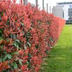 Photinia fraseri ‘Red Robin’, Tuin en Terras, Ophalen