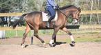 Prachtige, lieve 10 jarige ruin, Dieren en Toebehoren, Paarden, Gechipt, Ruin, L, 7 tot 10 jaar