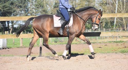 Prachtige, lieve 10 jarige ruin, Dieren en Toebehoren, Paarden, Ruin, L, 165 tot 170 cm, 7 tot 10 jaar, Recreatiepaard, Met stamboom