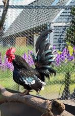 Koppel chabo krieltjes, Meerdere dieren, Kip