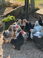 Cochin haan en haantjes, Dieren en Toebehoren, Pluimvee, Mannelijk, Kip