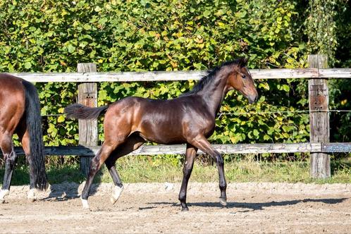 Te koop jaarling van Just Wimphof, Dieren en Toebehoren, Paarden, Merrie, Onbeleerd, Minder dan 160 cm, 0 tot 2 jaar, Dressuurpaard