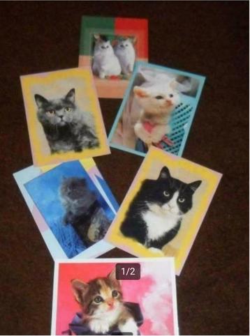 6 cartes postales chats