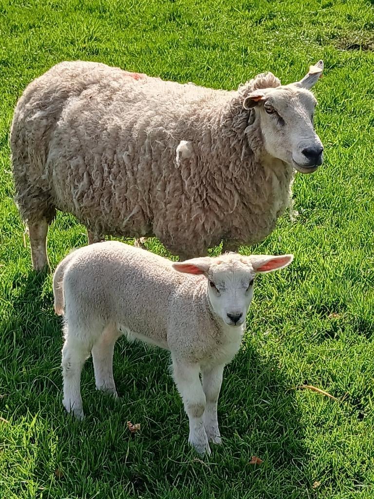 Belle brebis avec corbeau et agneau, Animaux & Accessoires