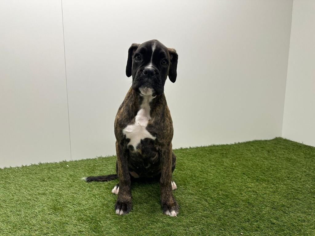 Boxer puberpups, Dieren en Toebehoren, Honden | Bulldogs, Pinschers en Molossers, Teef, Overige rassen, Fokker | Professioneel