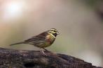 te koop: cirlgors Emberiza cirlus, Dieren en Toebehoren, Vogels | Overige Vogels, Mannelijk, Wildzangvogel, Geringd