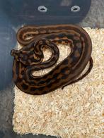 Morelia spilota sp poss double het snow, Dieren en Toebehoren, Reptielen en Amfibieën