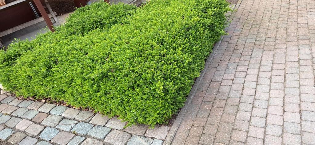 Planten, Tuin en Terras, Ophalen