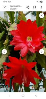 Cactus orchidee grote planten., Ophalen