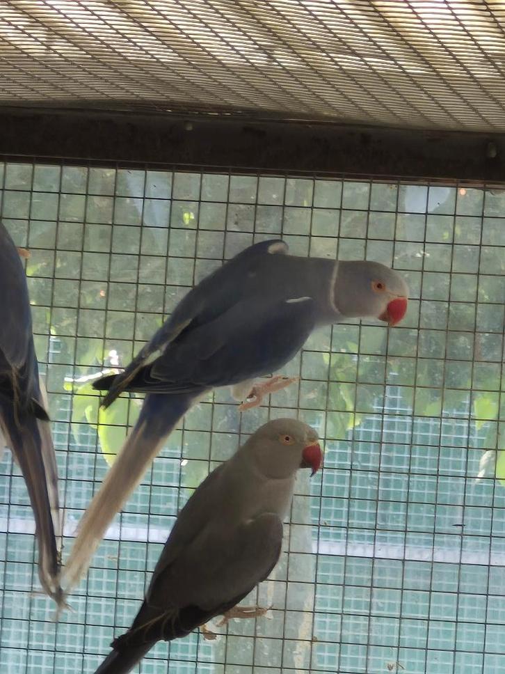 Vogels, Dieren en Toebehoren, Vogels | Parkieten en Papegaaien