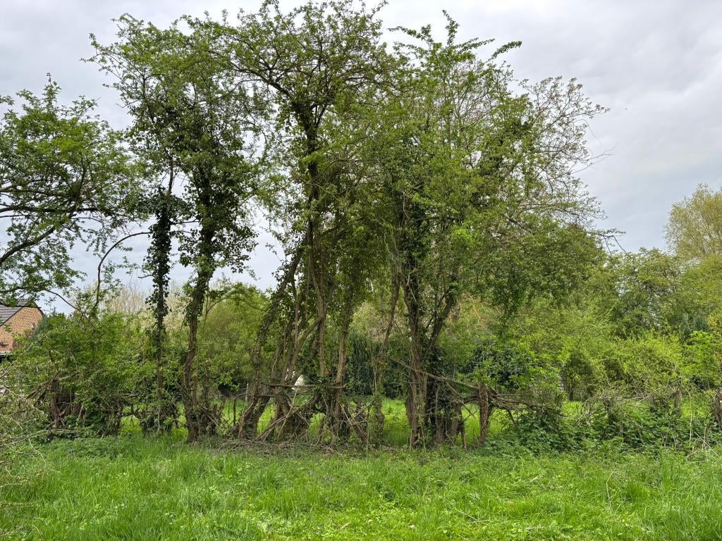 Gratis brandhout, Enlèvement, Autres essences de bois, Branches