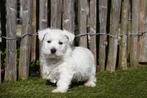 Chiots West Highland White Terrier (Westie), avec pedigree, Animaux & Accessoires, Autres races, Plusieurs, Hépatite contagieuse (maladie de Rubarth)