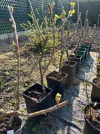 Rode bes struik, Ophalen, Struik