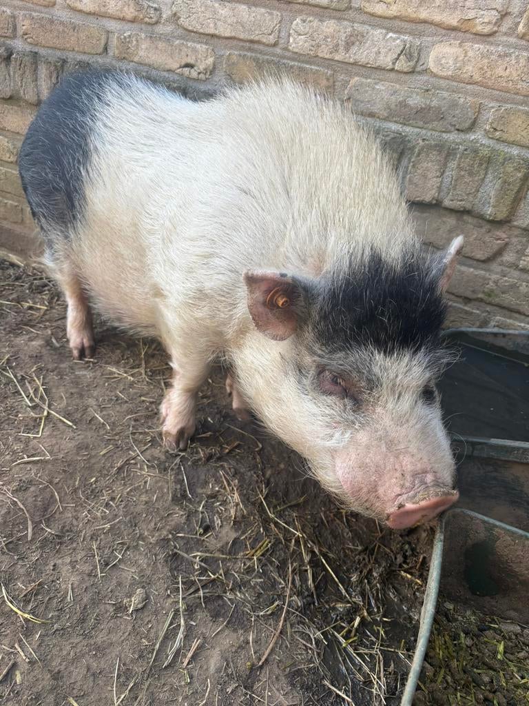 Gottinger mini varkentje gratis te komen afhalen, Dieren en Toebehoren, Schapen, Geiten en Varkens, Mannelijk, Varken, 3 tot 5 jaar
