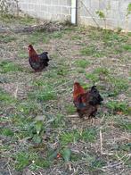 Zijdehoen haantjes, Dieren en Toebehoren, Mannelijk, Kip