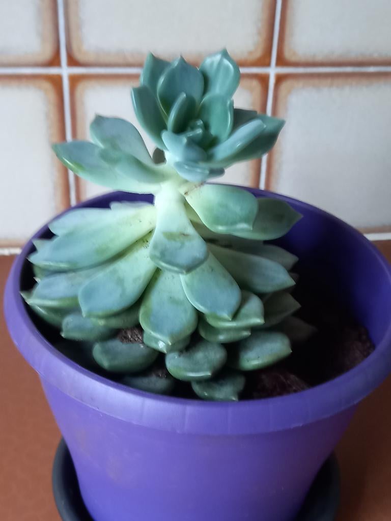 Vetplant, Maison & Meubles, Plantes d'intérieur, Enlèvement, Plante succulente