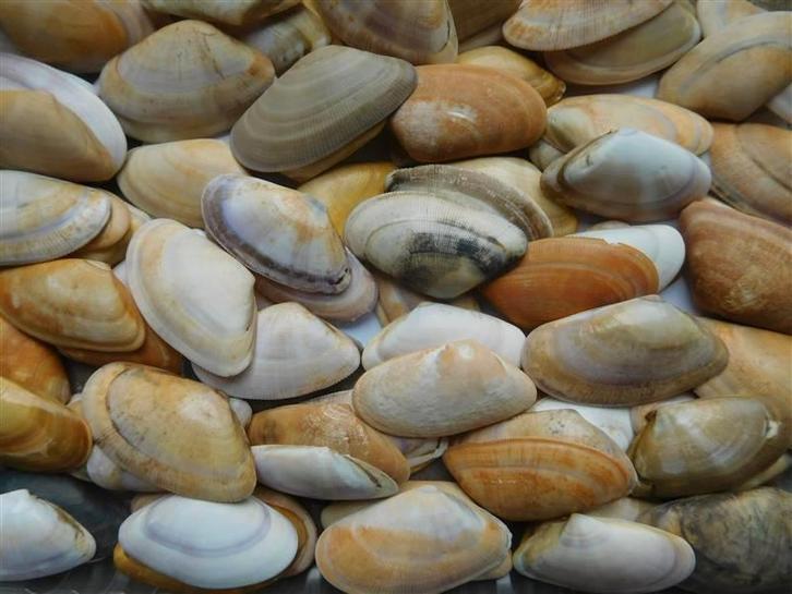 schelpen het zaagje, Collections, Minéraux & Fossiles, Coquillage(s), Enlèvement