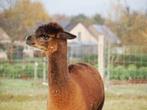 Alpaca merrie, Juillet, Femelle