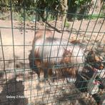 Ponys à vendre, Animaux & Accessoires