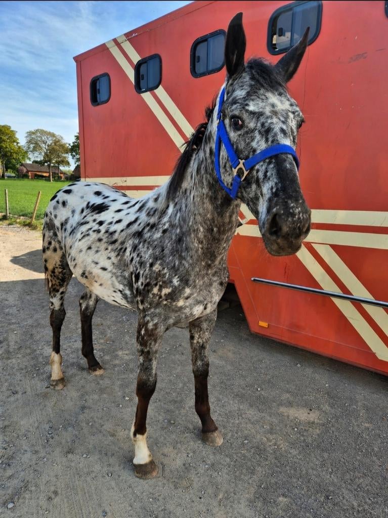 Merrieveulen op zoek naar een nieuw huis, Merrie, Minder dan 160 cm, 0 tot 2 jaar, Ontwormd