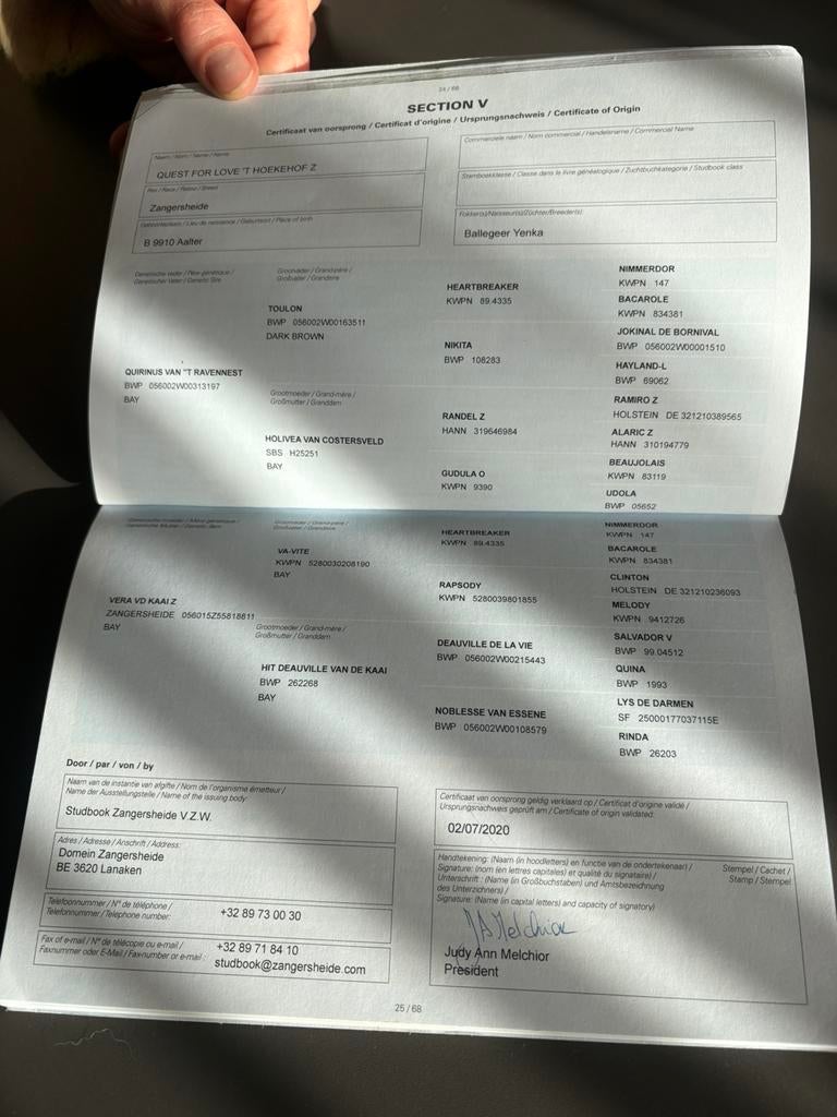 Paard merrie te koop, Dieren en Toebehoren, Merrie, Onbeleerd