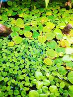 Lentilles d'eau/plantes flottantes aquarium, Enlèvement, Aquarium d'eau douce rempli