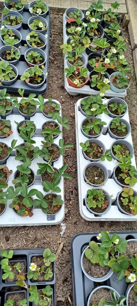 Aardbeien, Tuin en Terras, Ophalen