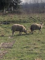 2 béliers pur charolais mâles, Mâle, Mouton, 0 à 2 ans