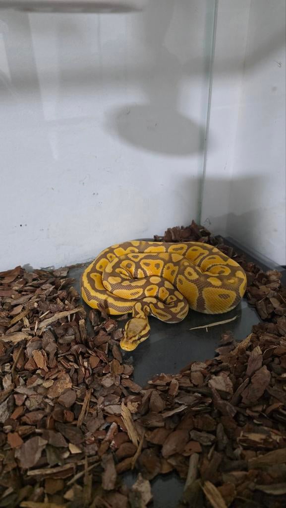 Python voir description, Dieren en Toebehoren, Ophalen