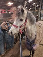 Super leuke 3 jarige welsh merrie, Dieren en Toebehoren, Merrie, Met stamboom, 3 tot 6 jaar, B pony (1.17m tot 1.27m)