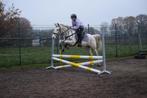 Pony te koop, Dieren en Toebehoren, Merrie, B, Springpony, D pony (1.37m tot 1.48m)