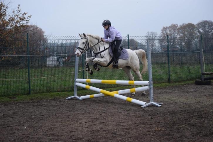Pony te koop, Dieren en Toebehoren, Pony's, Merrie, B, D pony (1.37m tot 1.48m), Springpony, 7 tot 10 jaar, Gechipt, Ontwormd