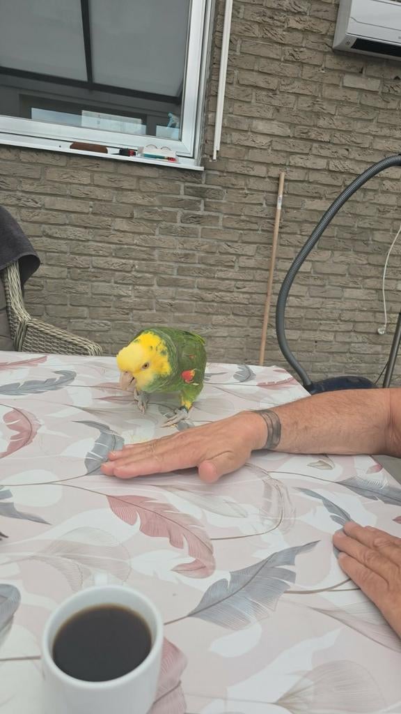 Dubbele geelkop, Dieren en Toebehoren, Vogels | Parkieten en Papegaaien