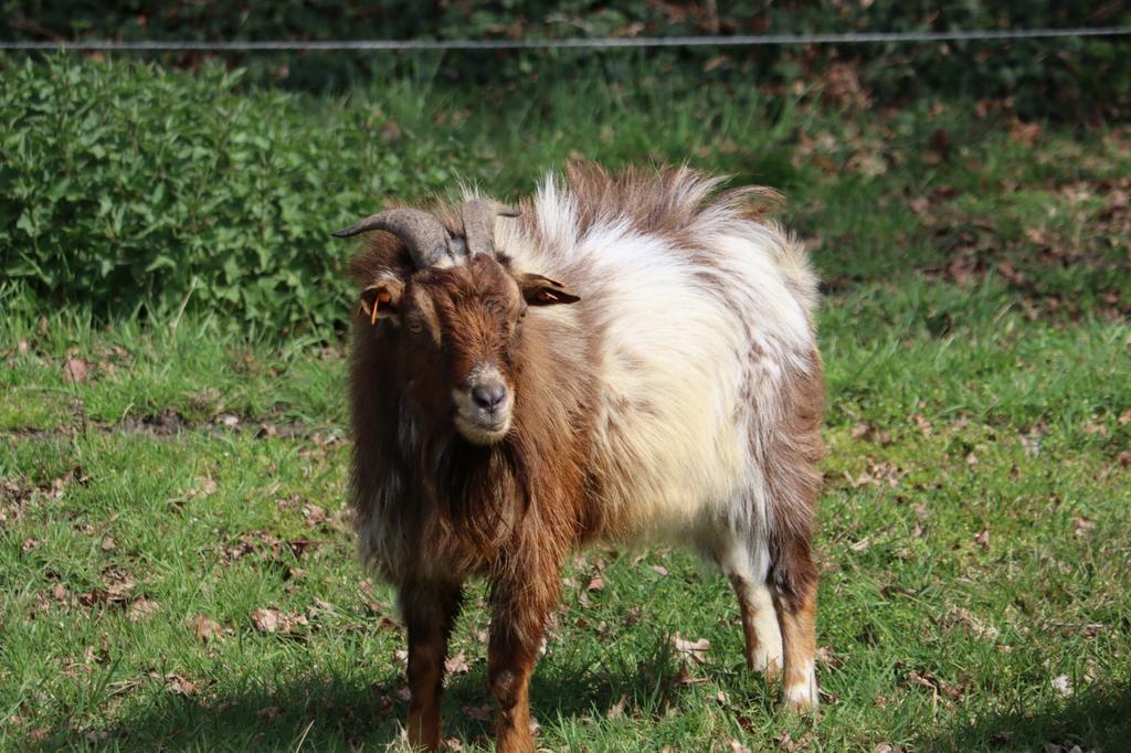 Dwerggeiten, Dieren en Toebehoren, Schapen, Geiten en Varkens