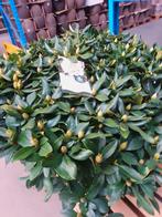 Rododenderom, Huis en Inrichting, Woonaccessoires | Kransen, Ophalen of Verzenden, Nieuw