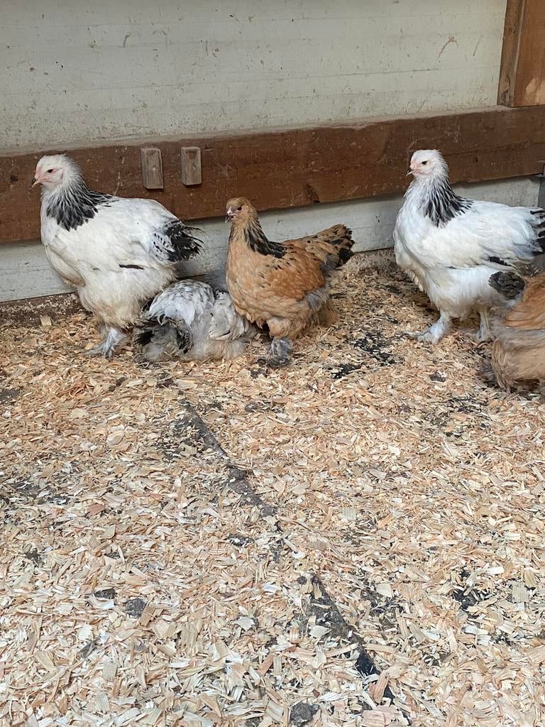 23 Brahma en cochin groothoender kuikens, Plusieurs animaux, Poule ou poulet