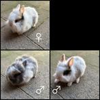 Dwergkonijntje leeuwenkopje, Dieren en Toebehoren