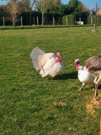 Witte kalkoenhaan vleesras, Mâle, Dinde