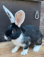 Mooie Duitse Reuzen Rammelaars drager van speciale kleuren, Dieren en Toebehoren, Mannelijk, Groot, 0 tot 2 jaar