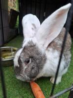 Duiste reus, Dieren en Toebehoren, Konijnen, Mannelijk, Groot, 3 tot 5 jaar