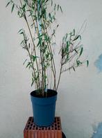 Prachtige Bamboe planten (Niet-woekerend!) 10+1 gratis, Ophalen, Bamboe, Haag, 250 cm of meer