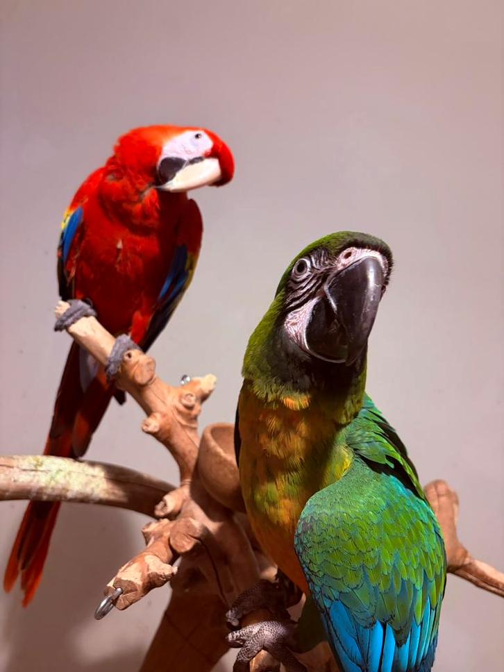 Koppel Ara’s, Animaux & Accessoires, Oiseaux | Perruches & Perroquets, Perroquet, Plusieurs animaux, Parleur, Domestique, Bagué