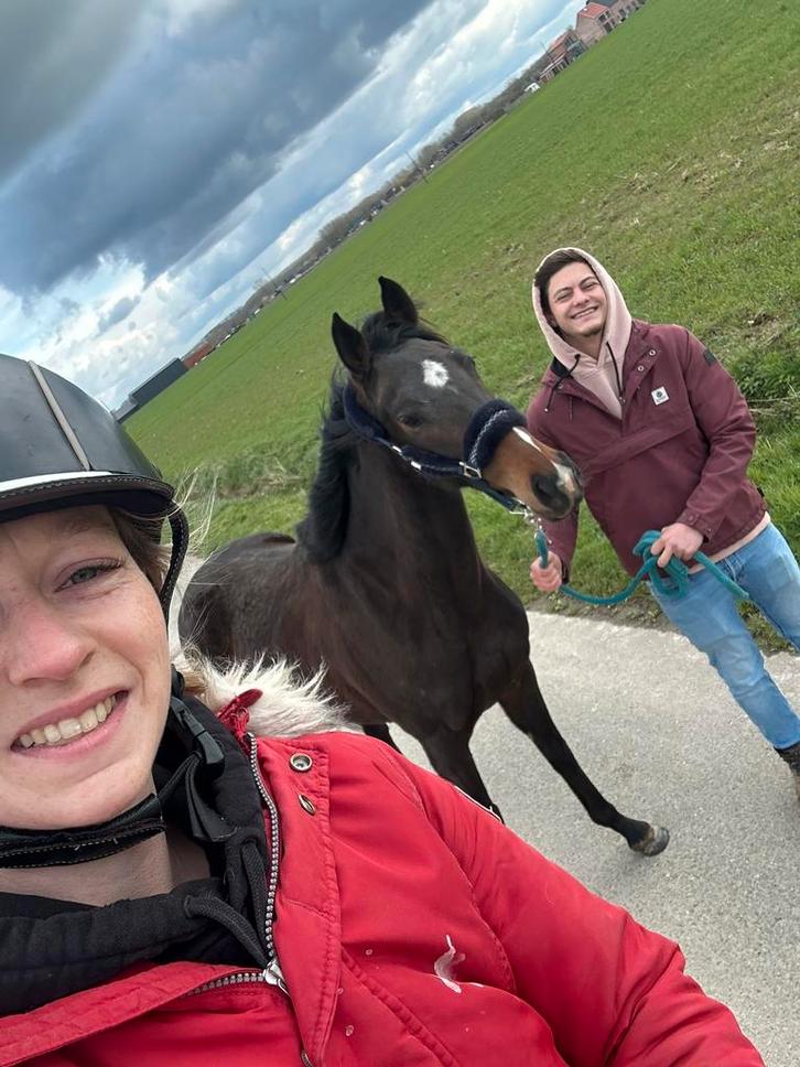 Werkwillige merrie 3,5j te koop, Animaux & Accessoires, Chevaux, Jument, Débourré