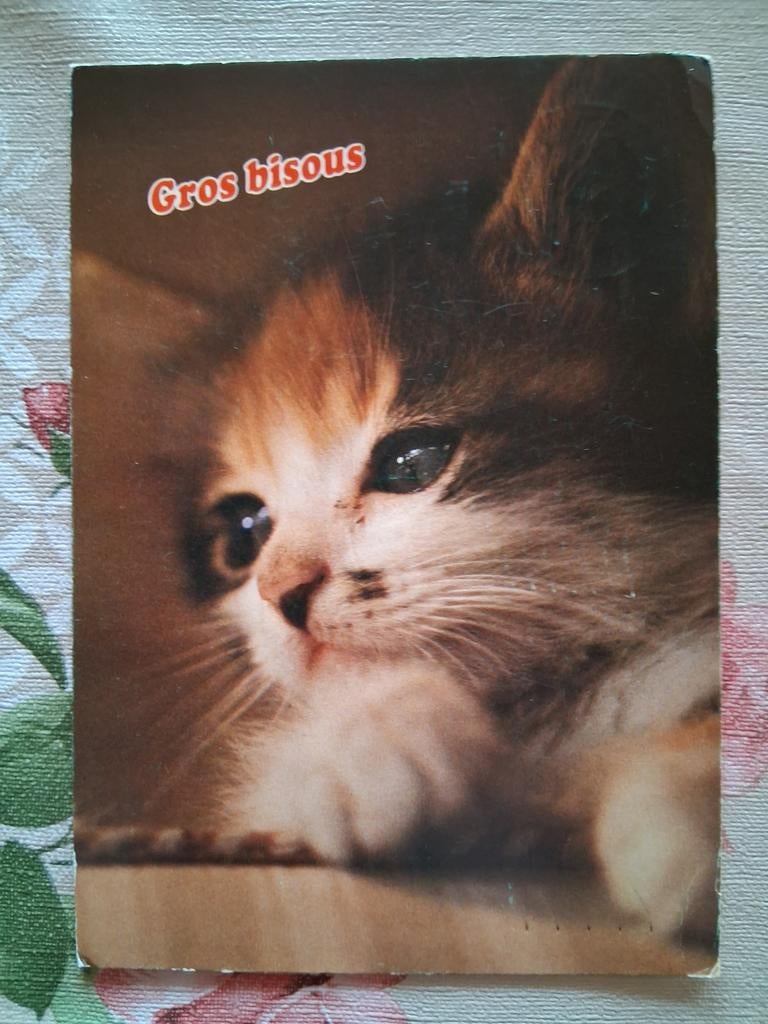 Postkaart poes, Collections, Cartes postales | Animaux, Enlèvement ou Envoi